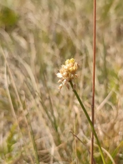 Allium marschalianum
