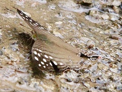 Marpesia merops