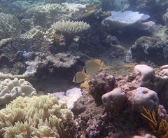 Chaetodon citrinellus