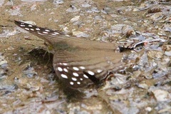 Marpesia merops