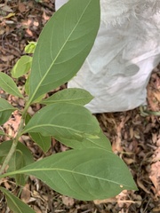 Pittosporum ferrugineum