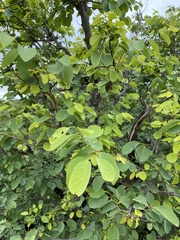 Pseudolachnostylis maprouneifolia