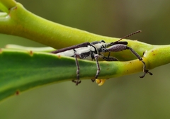 Rhinotia suturalis