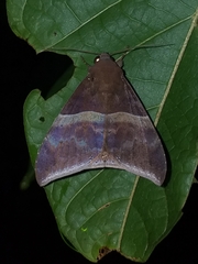 Ophisma