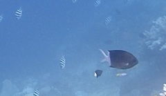 Acanthochromis polyacanthus