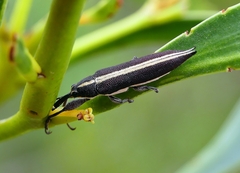 Rhinotia suturalis