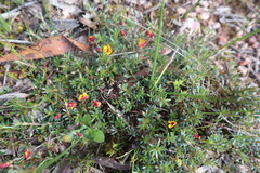Pultenaea pedunculata