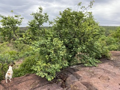 Pseudolachnostylis maprouneifolia