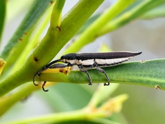 Rhinotia suturalis