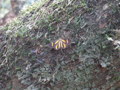 Cyllopoda claudicula