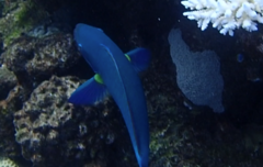 Chlorurus microrhinos