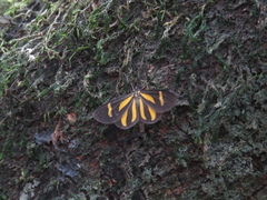 Cyllopoda claudicula