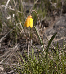 Fritillaria pudica