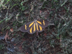 Cyllopoda claudicula