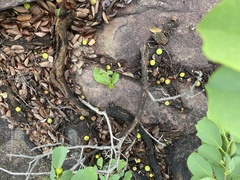 Pseudolachnostylis maprouneifolia