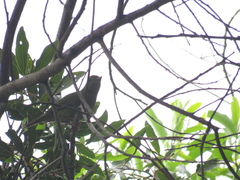Chiroxiphia caudata