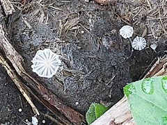 Coprinopsis ephemeroides