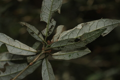 Croton zeylanicus