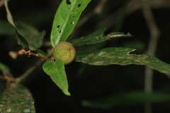 Croton zeylanicus