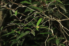 Croton zeylanicus