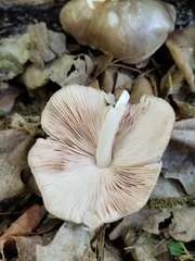 Pluteus hongoi