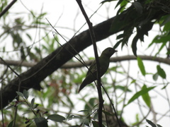 Chiroxiphia caudata