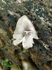 Pluteus hongoi