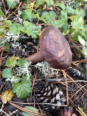 Chroogomphus vinicolor