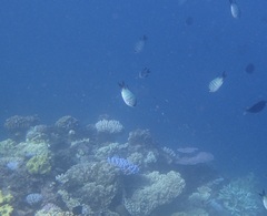 Abudefduf whitleyi