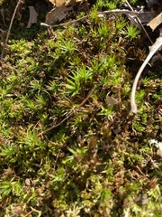 Polytrichum commune