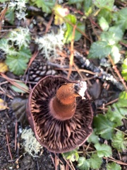 Chroogomphus vinicolor