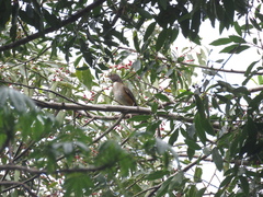 Turdus albicollis