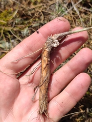 Allium marschalianum