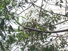 Turdus albicollis