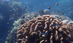 Dascyllus reticulatus