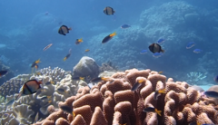 Dascyllus reticulatus