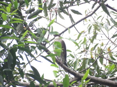 Turdus albicollis