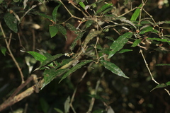 Croton zeylanicus