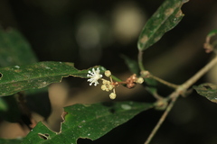 Croton zeylanicus