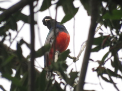 Trogon surrucura