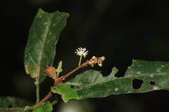 Croton zeylanicus