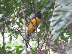 Trogon rufus