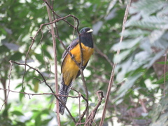 Trogon rufus