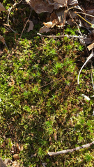 Polytrichum commune