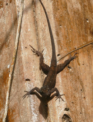 Anolis
