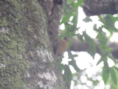 Dryobates spilogaster