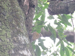 Dryobates spilogaster