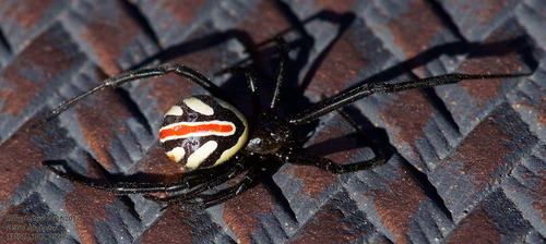 Western black widow