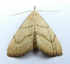 Macrochilo litophora