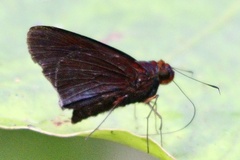 Thracides nida